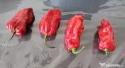 Ardei Carolina Reaper (1.5 M Scoville), Naga Viper (1 M), Habanero (0.3 M) 