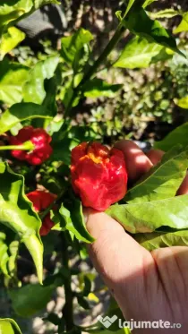 Carolina Reaper (1.5 M Scoville), Naga Viper (1 M), Habanero (0.3 M)