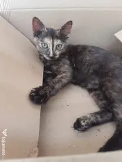 Ofer spre adoptie o pisicuta dulce si foarte jucausa 