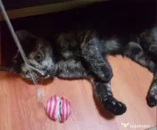 Ofer spre adoptie o pisicuta dulce si foarte jucausa 