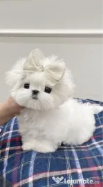 Bichon maltez mini toy