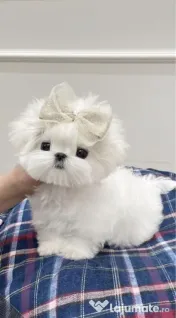 Bichon maltez mini toy 
