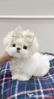 Bichon maltez mini toy