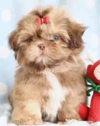 Shihtzu auriu bot turtit 