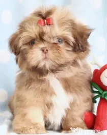 Shih Tzu auriu bot turtit