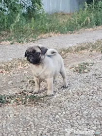Disponibila fetita Mops pug