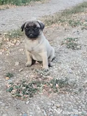 Disponibila fetita Mops pug 