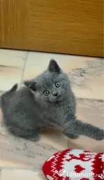 British shorthair blue