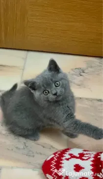 British shorthair blue