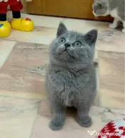 British shorthair blue 
