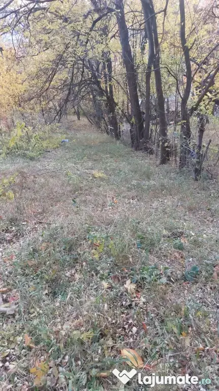 Teren intravilan 1600 mp Podu Cheii , 4 km de Baraj Paltinu