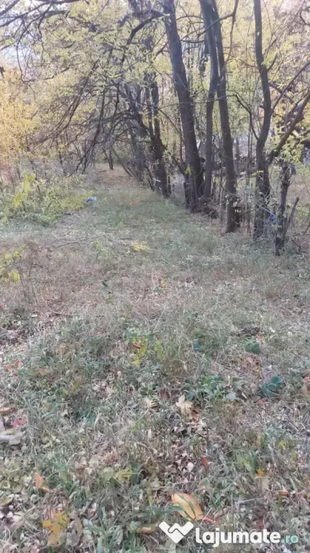 Teren intravilan 1600 mp Podu Cheii , 4 km de Baraj Paltinu