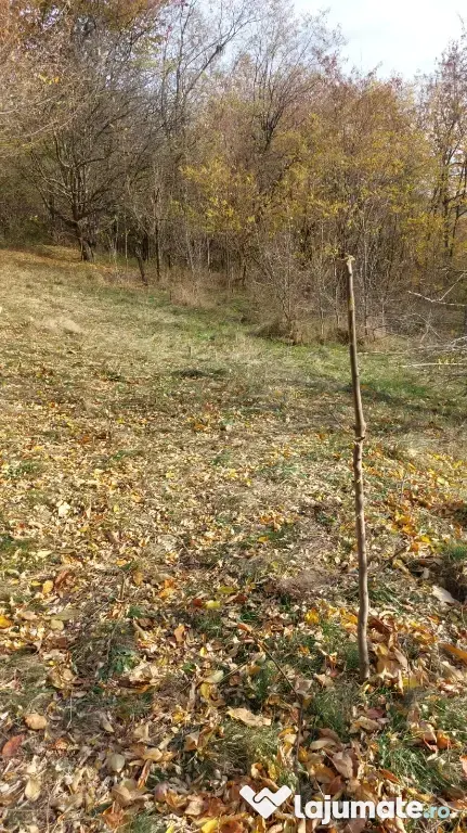Teren intravilan 1600 mp Podu Cheii , 4 km de Baraj Paltinu