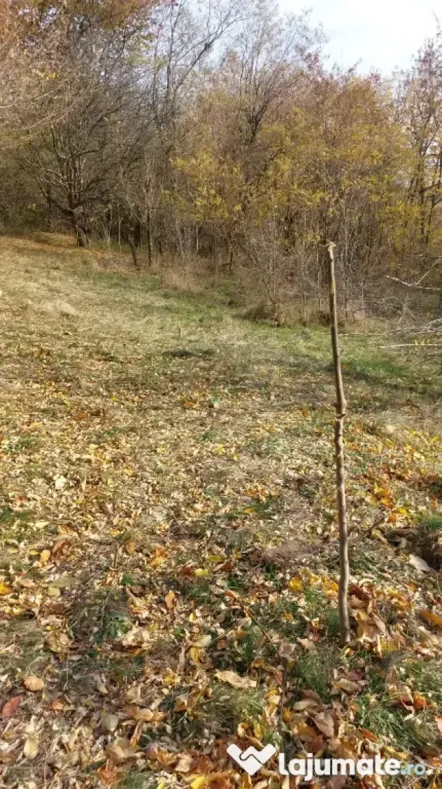 Teren intravilan 1600 mp Podu Cheii , 4 km de Baraj Paltinu