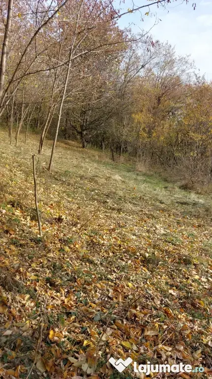 Teren intravilan 1600 mp Podu Cheii , 4 km de Baraj Paltinu