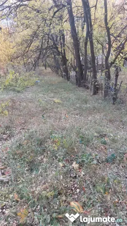 Teren intravilan 1600 mp Podu Cheii, 4 km de Baraj Paltinu
