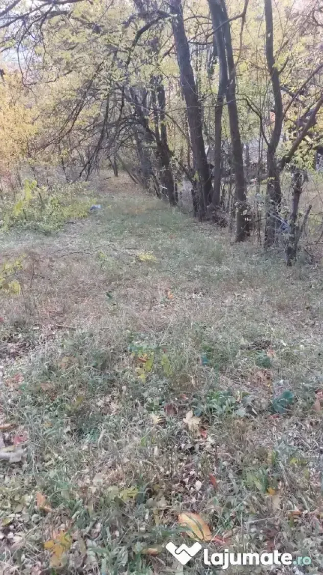 Teren intravilan 1600 mp Podu Cheii, 4 km de Baraj Paltinu