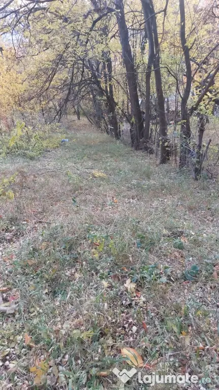 Teren intravilan 1600 mp Podu Cheii , 4 km de Baraj Paltinu