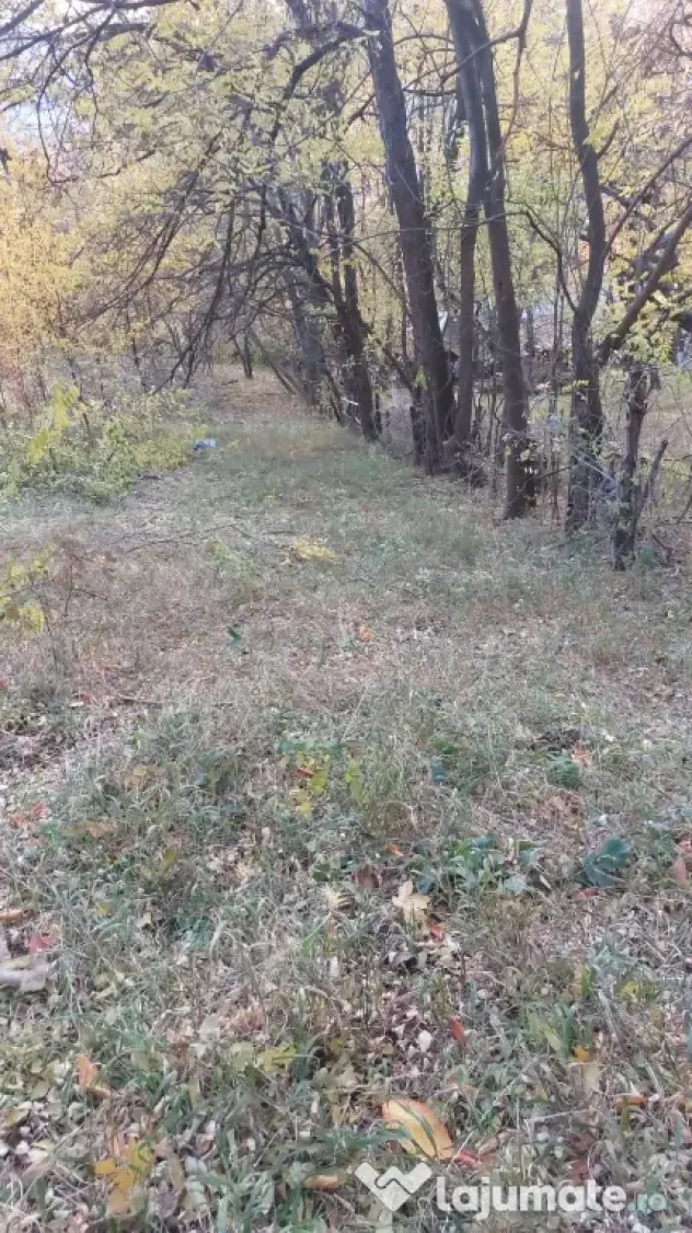 Teren intravilan 1600 mp Podu Cheii , 4 km de Baraj Paltinu