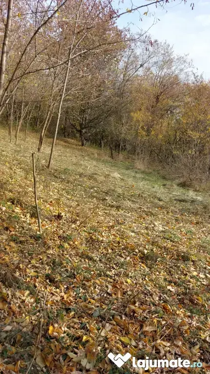 Teren intravilan 1600 mp Podu Cheii, 4 km de Baraj Paltinu