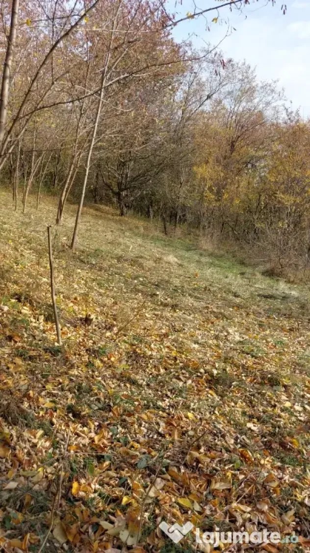 Teren intravilan 1600 mp Podu Cheii , 4 km de Baraj Paltinu