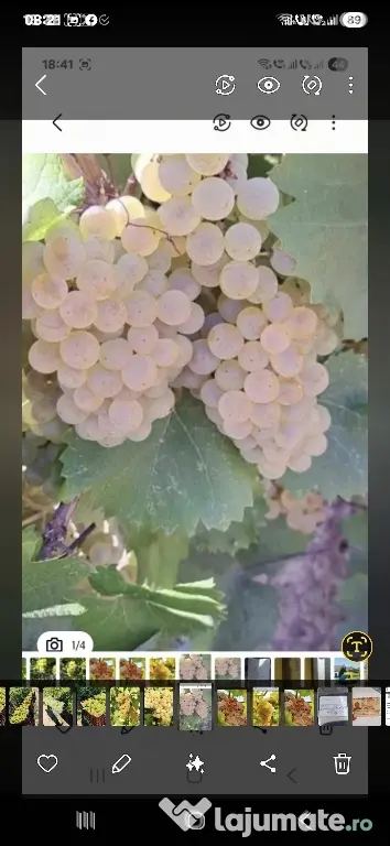 vand struguri de vin