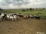 Vând capre și oi urgent 