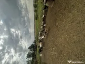 Vând capre și oi urgent 