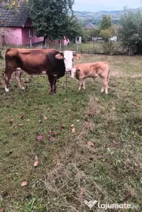 Vacă tânără cu vițel fatat – foarte bună de lapte, sănătoasa.
