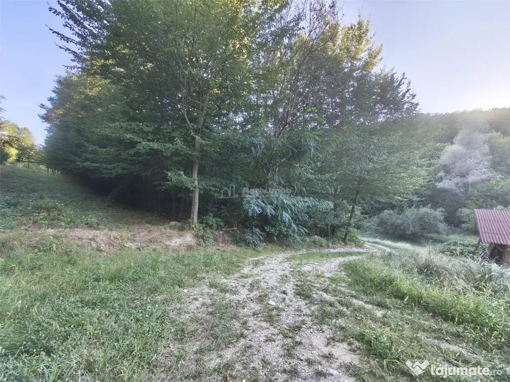 Teren intravilan de in padure Cisnadioara - Cisnadioara (Sibiu)