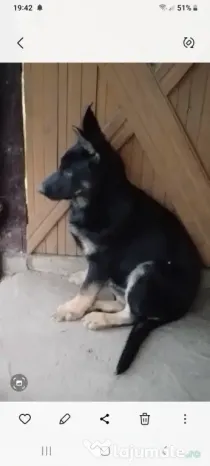 Vând ciobănești germani