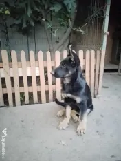 Vând ciobănești germani 