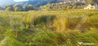 Teren intravilan, 11.522 mp, zona Vatra Dornei 