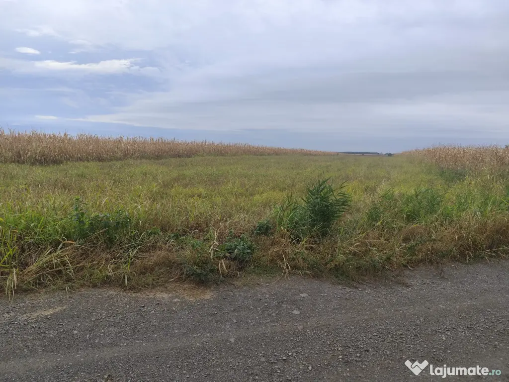 Teren intravilan la balta Odoreu, Satu Mare