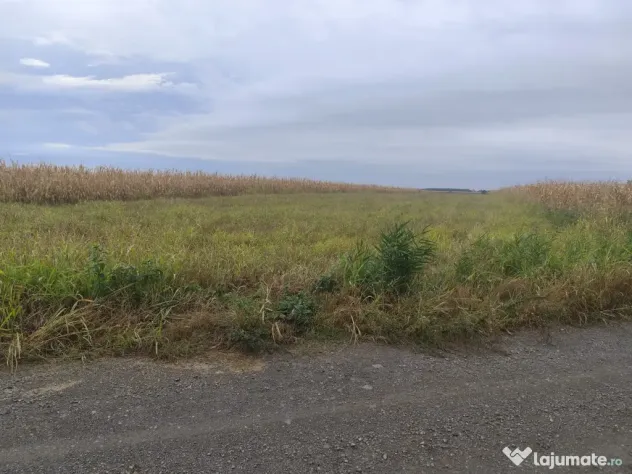 Teren intravilan la balta Odoreu, Satu Mare