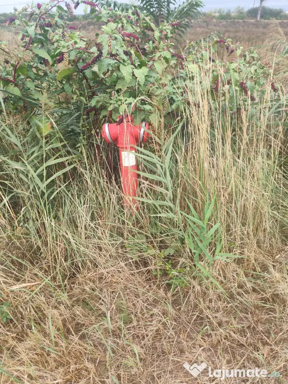 Teren intravilan la balta Odoreu, Satu Mare