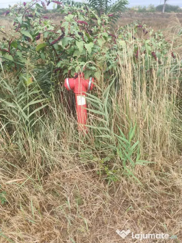 Teren intravilan la balta Odoreu, Satu Mare