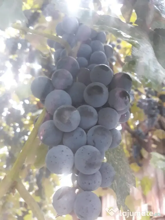 struguri vie de piatră Valea Mare