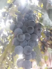 struguri vie de piatră Valea Mare