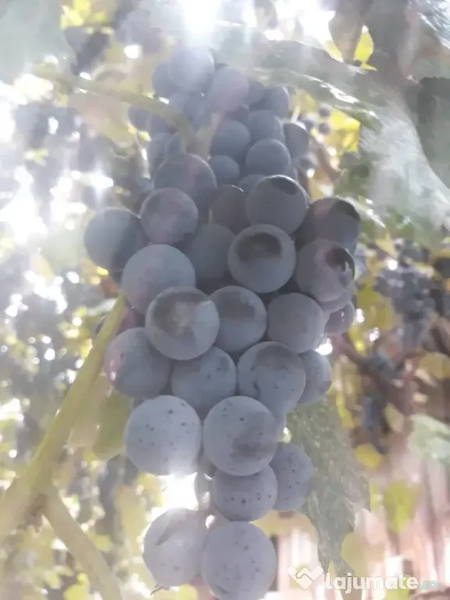 struguri vie de piatră Valea Mare
