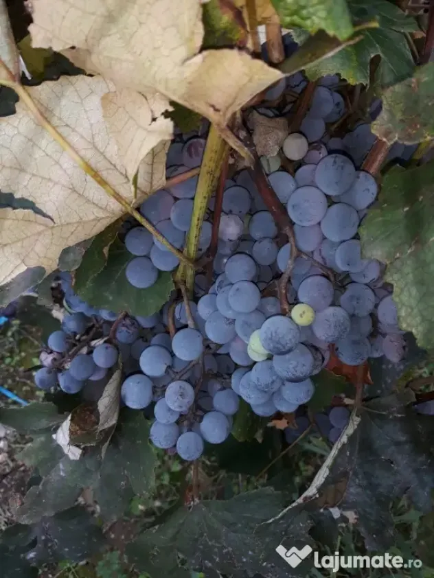 struguri vie de piatră Valea Mare