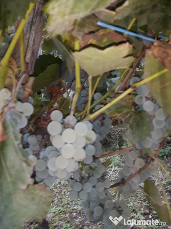 struguri vie de piatră Valea Mare