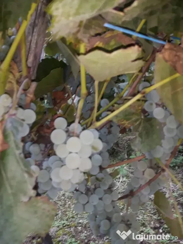struguri vie de piatră Valea Mare