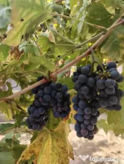 Struguri vie de piatră valea mare 
