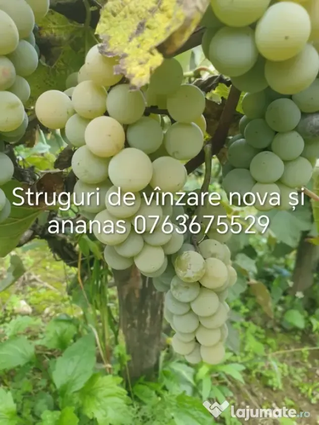 struguri vie de piatră Valea Mare
