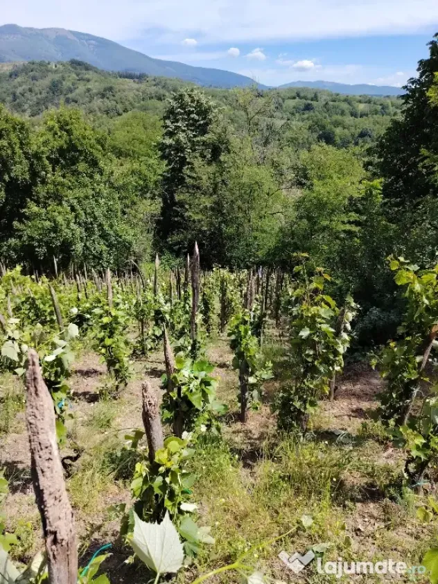 struguri vie de piatră Valea Mare