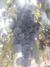 Struguri vie de piatră valea mare 