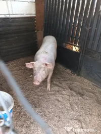 Porc de carne 100kg