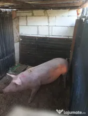 Porc de carne 100kg 