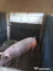Porc de carne 100kg 